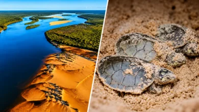 Operação policial combate caça e comércio ilegal de tartarugas em Goiás e Mato Grosso