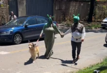 Pais se fantasiam de Shrek e Fiona para surpreender filha em escola de Goiás