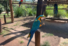 Parques Mutirama e Zoológico oferecem opções de lazer em Goiânia
