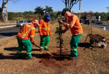 Prefeitura de Goiânia planta mais de mil árvores e planeja novas etapas