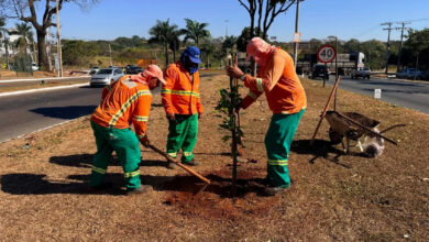 Prefeitura de Goiânia planta mais de mil árvores e planeja novas etapas