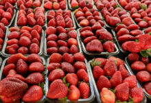 Produção de morango consolida negócio familiar em Águas Lindas de Goiás