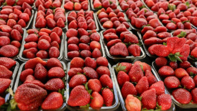Produção de morango consolida negócio familiar em Águas Lindas de Goiás