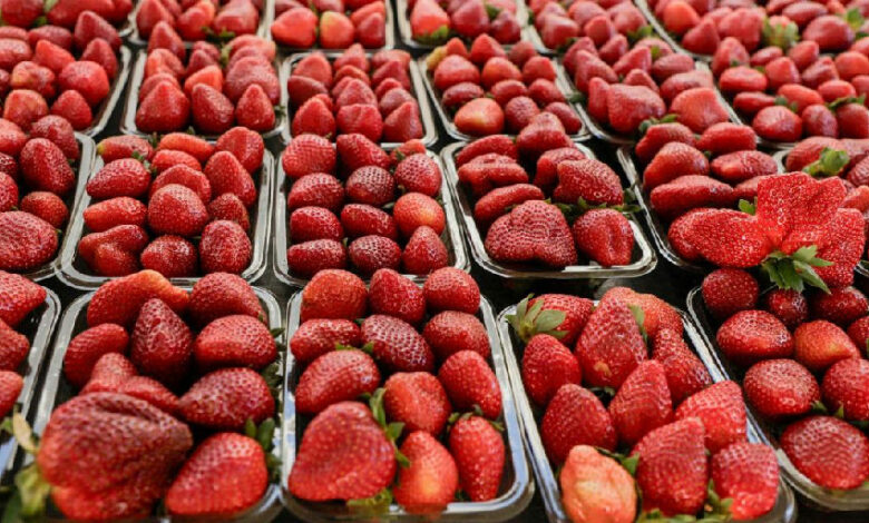 Produção de morango consolida negócio familiar em Águas Lindas de Goiás