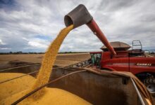Produção goiana de grãos atinge 33,6 milhões de toneladas e garante a quarta posição nacional