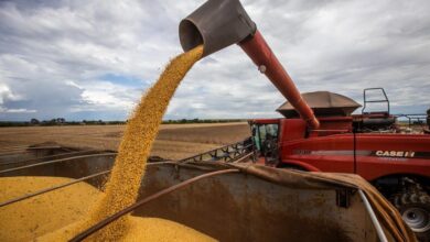 Produção goiana de grãos atinge 33,6 milhões de toneladas e garante a quarta posição nacional