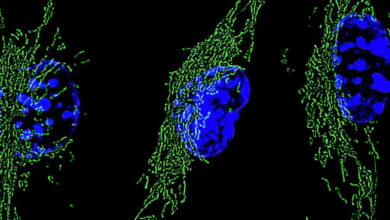 Proteína Hif-1α acelera resposta imune e reprograma energia de macrófagos