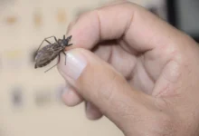 Proteína IP6K é apontada como nova via para combater a doença de Chagas