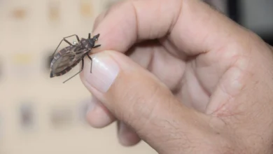 Proteína IP6K é apontada como nova via para combater a doença de Chagas