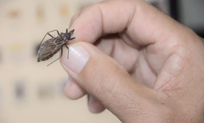 Proteína IP6K é apontada como nova via para combater a doença de Chagas