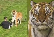Tigre em zoológico na Inglaterra causa morte de jovem em incidente fatal