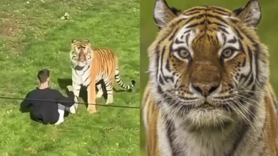 Tigre que vitimou visitante em zoológico britânico é poupado de eutanásia
