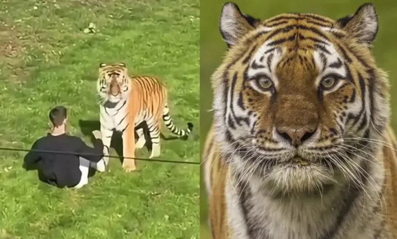 Tigre que vitimou visitante em zoológico britânico é poupado de eutanásia