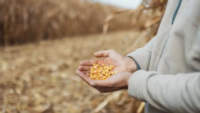 Trabalhador usa insumo incorreto, perde plantação e gera prejuízo de quase um milhão