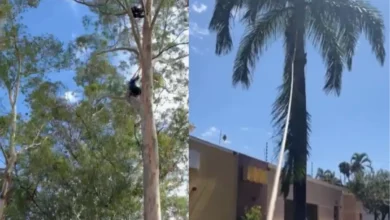 Trabalho em altura exige técnica rigorosa de podador para evitar acidentes com árvores
