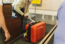 Tráfico de animais silvestres é interceptado em aeroporto com 90 répteis