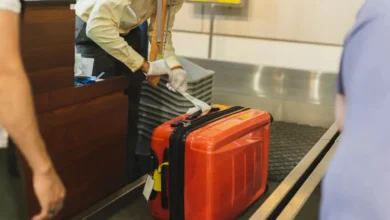 Tráfico de animais silvestres é interceptado em aeroporto com 90 répteis