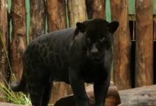 Zoológico de Goiânia oferece entrada gratuita e programação especial com animais