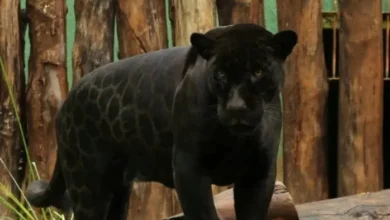 Zoológico de Goiânia oferece entrada gratuita e programação especial com animais
