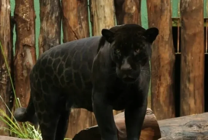 Zoológico de Goiânia oferece entrada gratuita e programação especial com animais